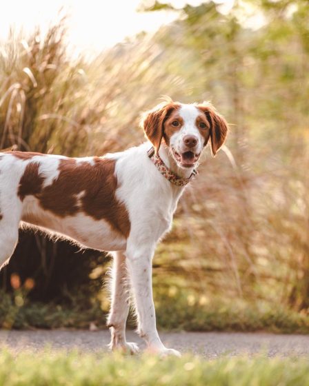 Quanto dura la gravidanza di un cane di taglia piccola