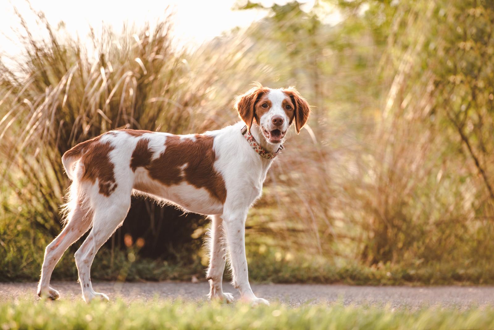 Quanto dura la gravidanza di un cane di taglia piccola