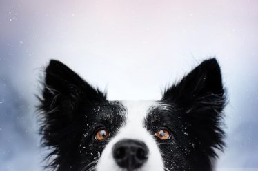 Quanto dura la vita di un cane
