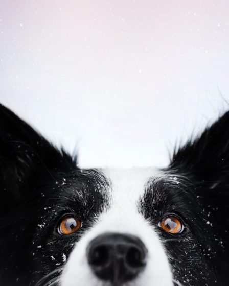 Quanto dura la vita di un cane
