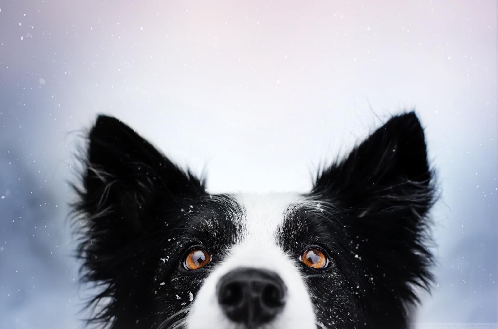 Quanto dura la vita di un cane