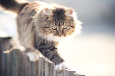 Quanto mangia un gatto di 2 mesi
