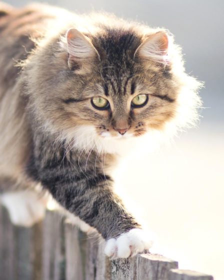 Quanto mangia un gatto di 2 mesi
