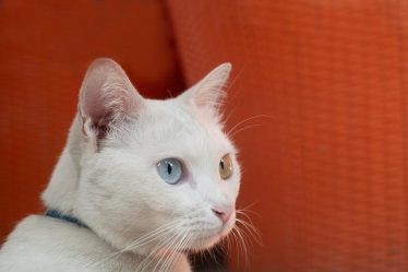 Quanto mangia un gatto di 4 mesi
