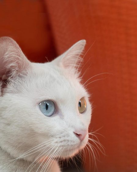 Quanto mangia un gatto di 4 mesi