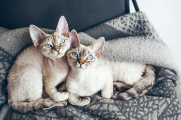 Quanto mangia un gatto di 5 mesi