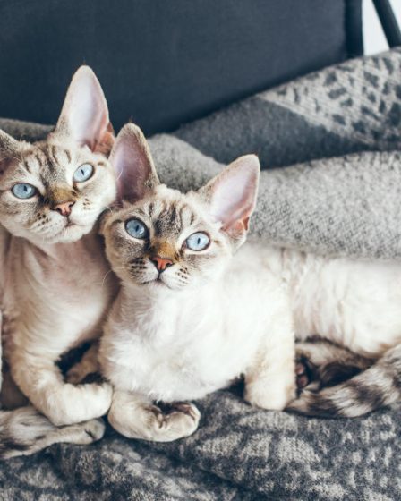 Quanto mangia un gatto di 5 mesi