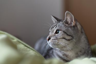 Quanto pesa un gatto adulto