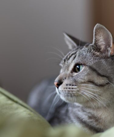 Quanto pesa un gatto adulto