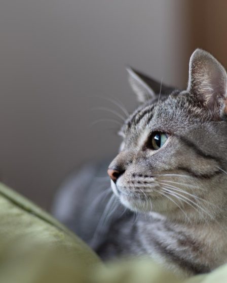 Quanto pesa un gatto adulto