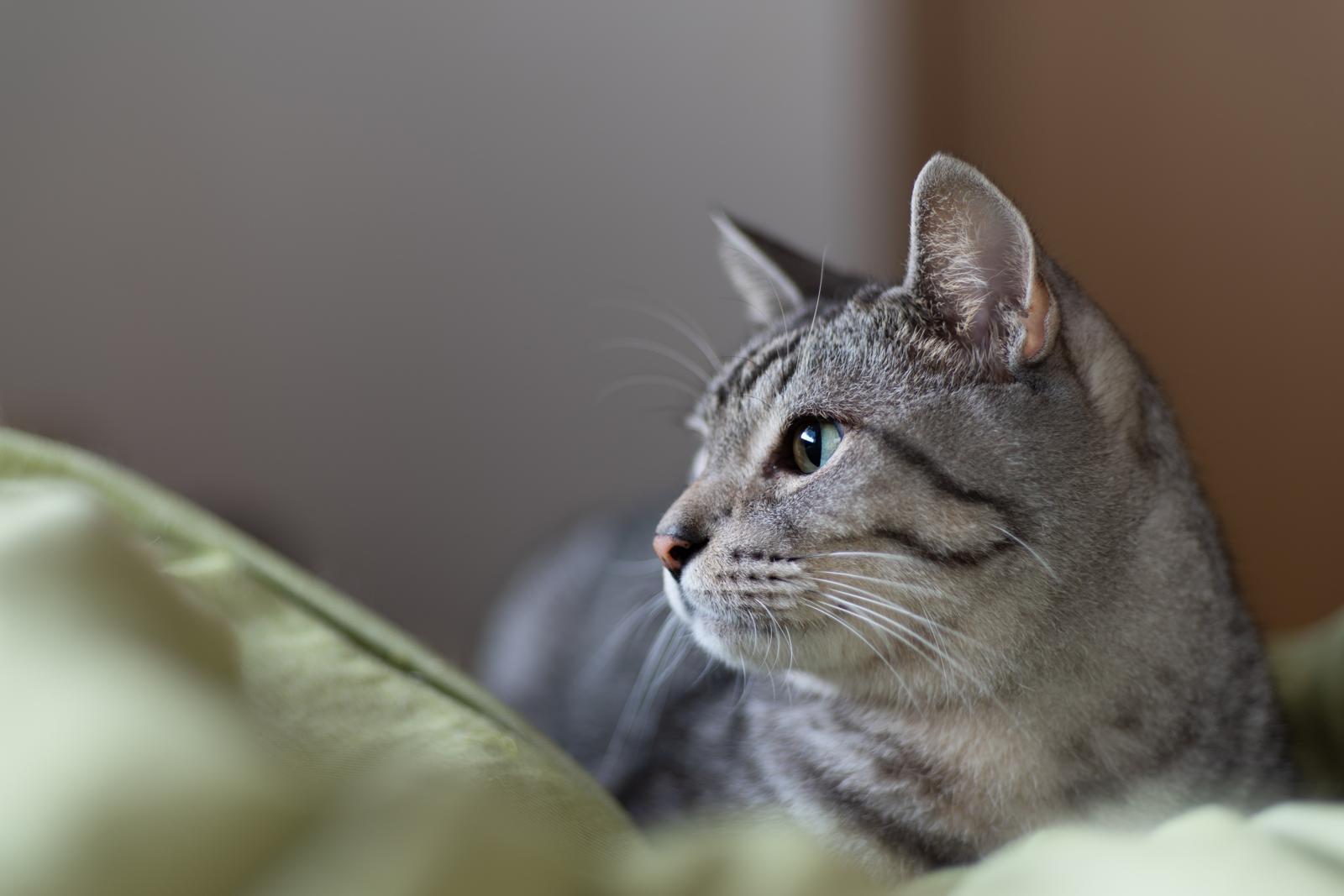 Quanto pesa un gatto adulto