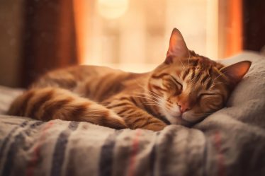 Quanto pesa un gatto di 2 mesi