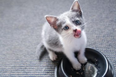 Quanto vale un anno di un gatto