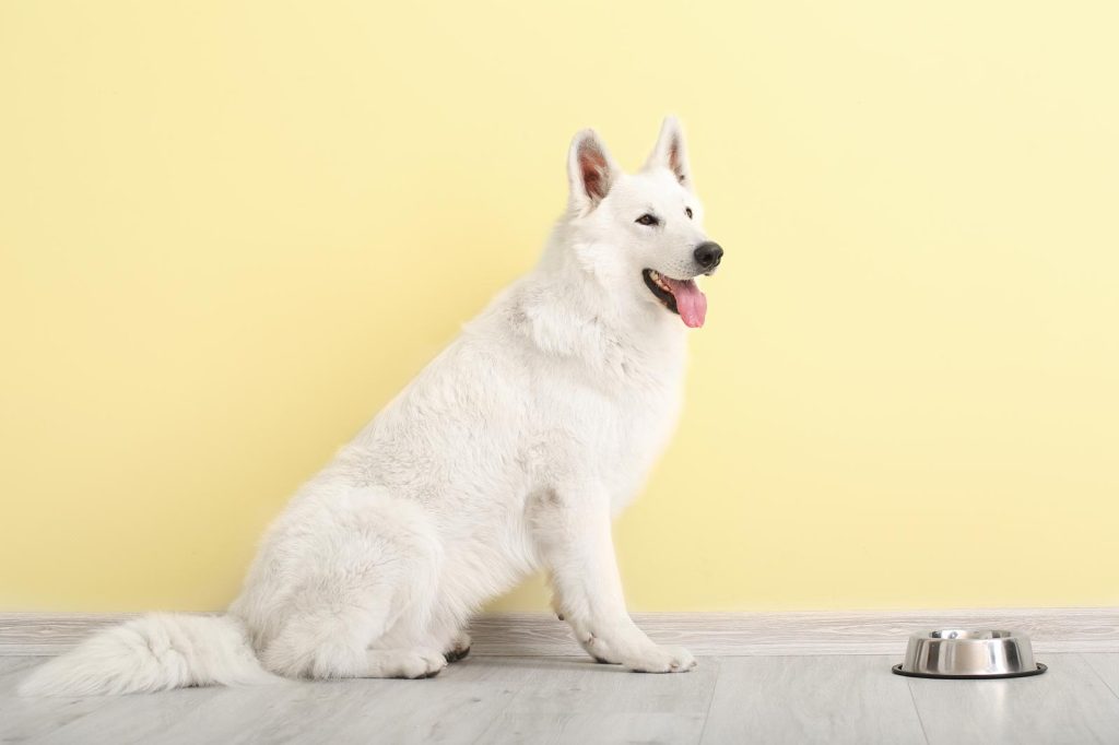 Quanto vive un cane di taglia media