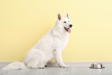 Quanto vive un cane di taglia media