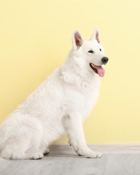 Quanto vive un cane di taglia media