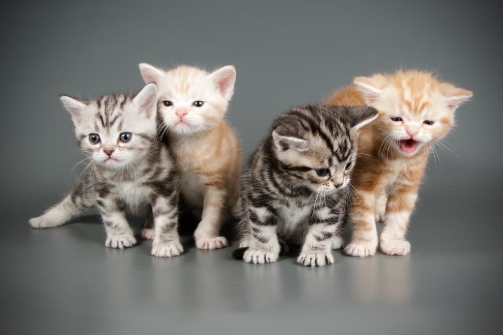 Quanto vive un gatto domestico