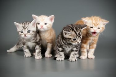 Quanto vive un gatto domestico