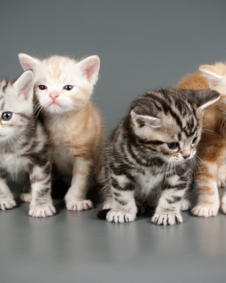 Quanto vive un gatto domestico