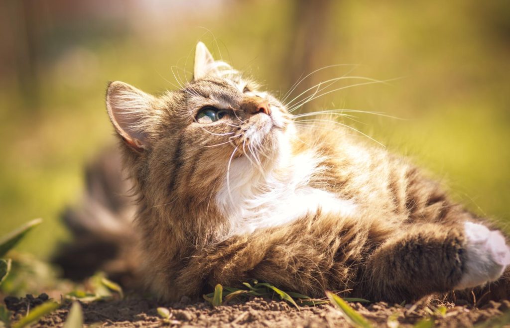 Quanto vive un gatto nero