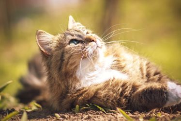 Quanto vive un gatto nero