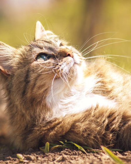 Quanto vive un gatto nero