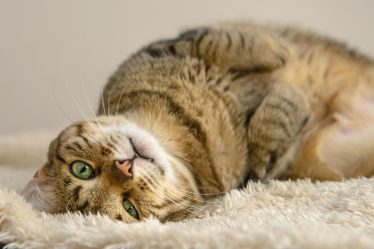 Quanto vive un gatto randagio