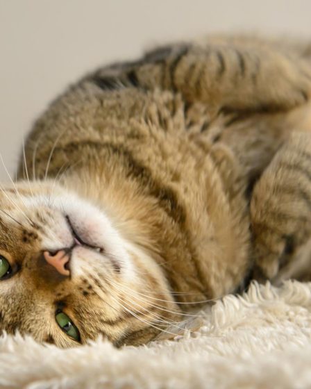 Quanto vive un gatto randagio