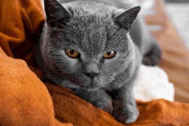 Quanto vive un gatto sterilizzato