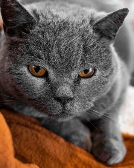 Quanto vive un gatto sterilizzato