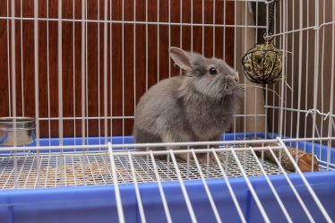 spese animale domestico