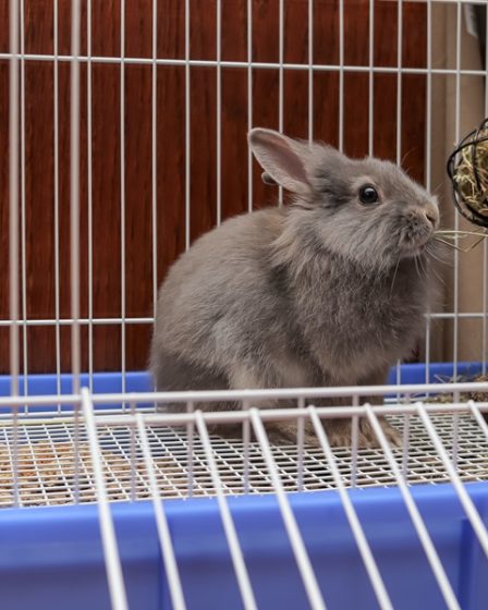 spese animale domestico