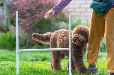 Animali e istruzione il diploma per una carriera nel mondo cinofilo 