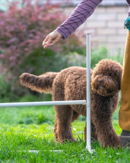 Animali e istruzione il diploma per una carriera nel mondo cinofilo 